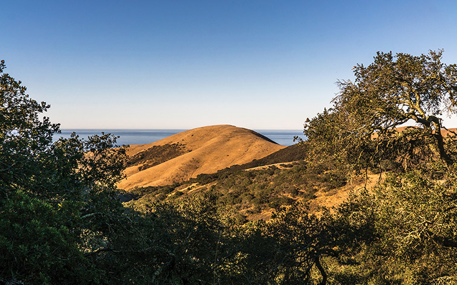 Bixby-hills-forest-ocean-view.jpg