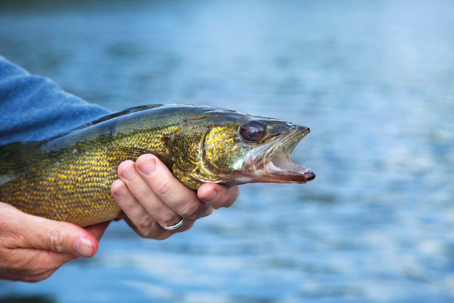 Sp25discoveries-walleye-iStock.jpg