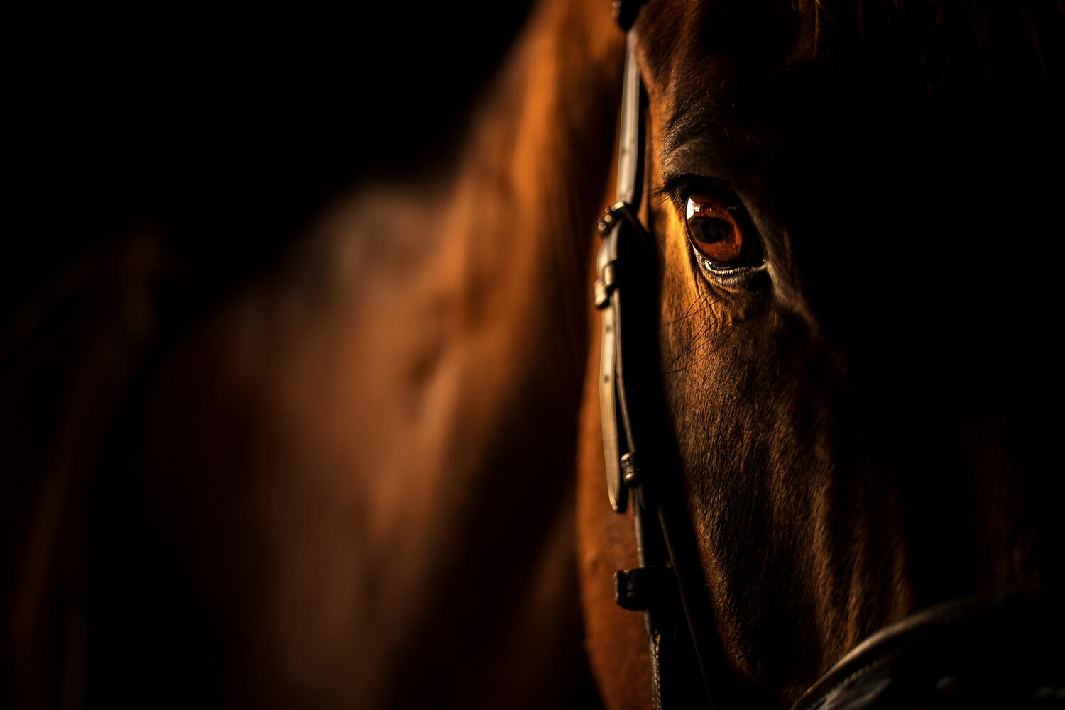 Su24feature-horsephoto1-ShelleyGrayPaulson.jpg