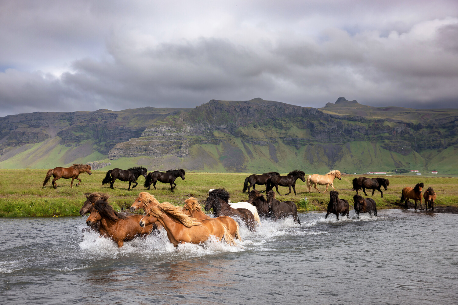 Su24feature-horsephoto2-ShelleyGrayPaulson.jpg