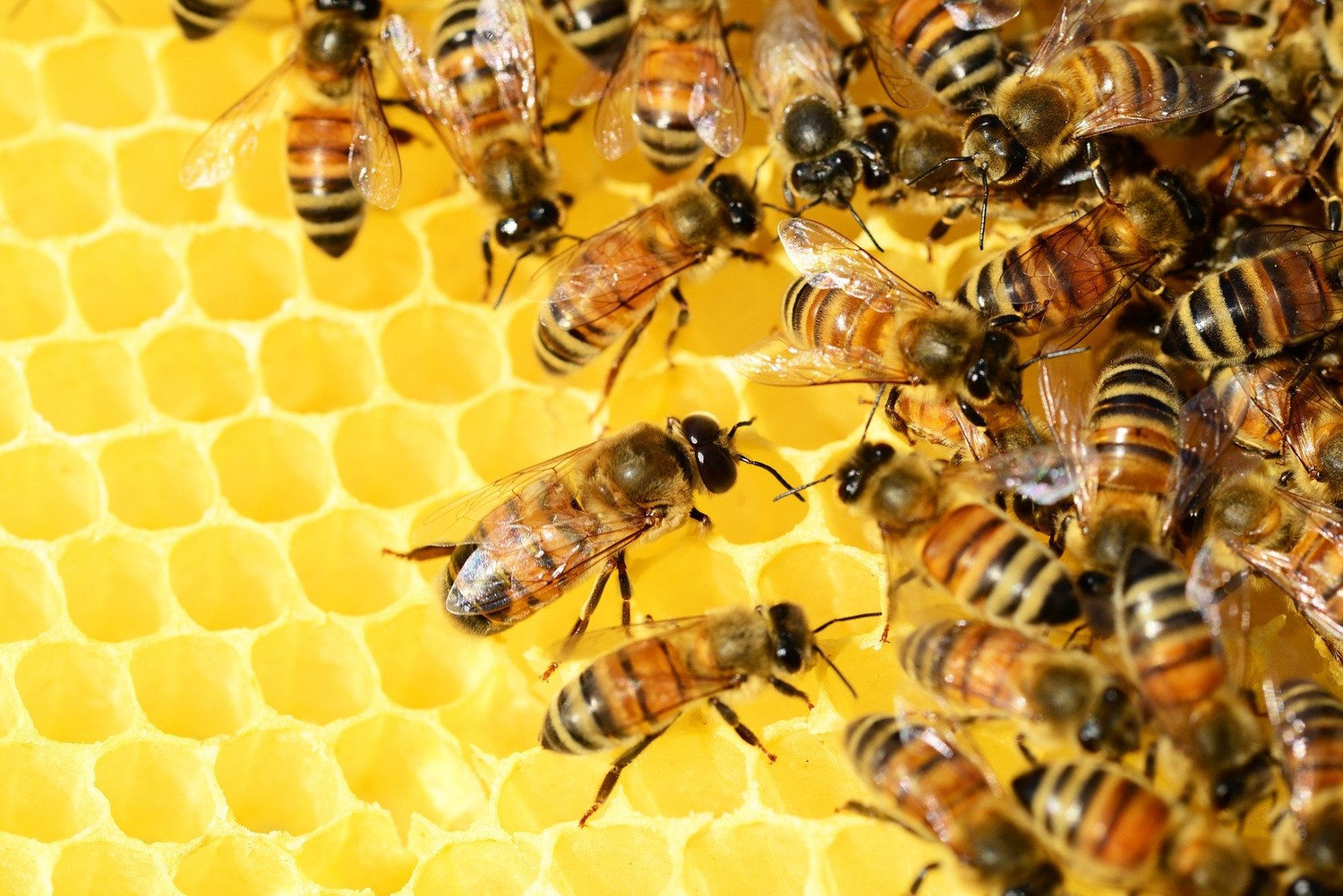 honey-bees-3263371920.jpg